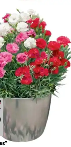 Hagebau Nelken Dianthus Angebot
