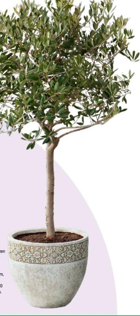 rhododendron cunningham's white pflege Cunningham's White Rhododendron main image 0