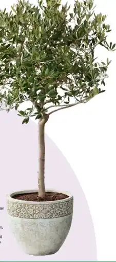 Hagebau Olivenbaum Olea Europaea Angebot