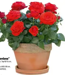 Hagebau Minirose Rosa Kordana Angebot