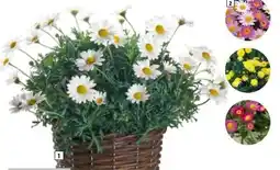 Hagebau Margeriten-Busch Argyranthemum frutescens Angebot