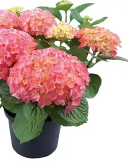 Hagebau Freilandhortensien Hydrangea Macrophylla Angebot