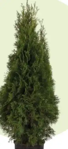 Hagebau Lebensbaum Thuja occidentalis-Smaragd Angebot