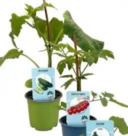 Hagebau Gemüse-Jungpflanzen Angebot