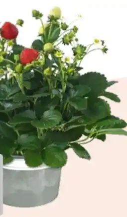 Hagebau Erdbeeren-Pflanzen Angebot