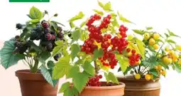 Hagebau Beerenobstarten Angebot