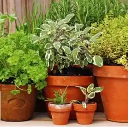 Hagebau Kräuter Angebot