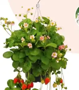 Hagebau Erdbeerampel Angebot