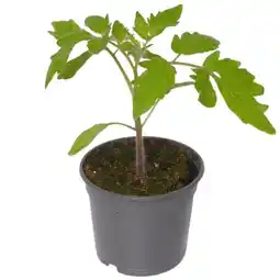 toom Baumarkt Tomaten-Pflanzen Angebot