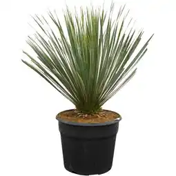 toom Baumarkt Palmlilie Blue Swan Angebot