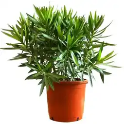 toom Baumarkt Oleander-Busch Angebot