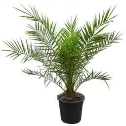 toom Baumarkt Phoenix-Palme Angebot