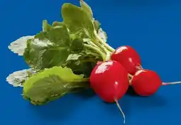 Lidl Radieschen Angebot