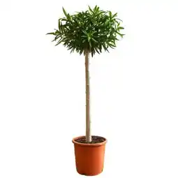 toom Baumarkt Oleanderstamm Angebot