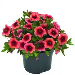 toom Baumarkt Minipetunien-Sondersorten Angebot