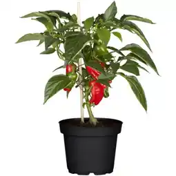 toom Baumarkt Paprika-Pflanzen Angebot