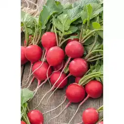 toom Baumarkt Radieschen Pflanze Angebot