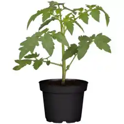 toom Baumarkt Rispentomaten Royal Dreams Angebot