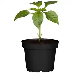 toom Baumarkt Chili Peperoni Angebot