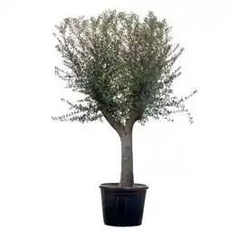 toom Baumarkt Olivenbaum Angebot