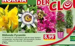 Norma Blühende Pyramide Angebot