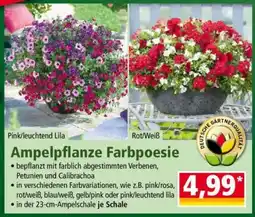 Norma Ampelpflanze Farbpoesie Angebot