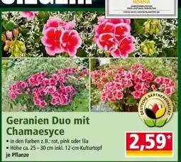 Norma Geranien Duo mit Chamaesyce Angebot