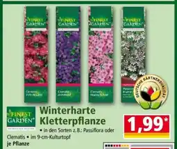 Norma Winterharte Kletterpflanze Angebot