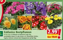 Norma Exklusive Beetpflanzen Angebot