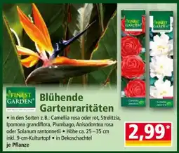 Norma Blühende Gartenraritäten Angebot