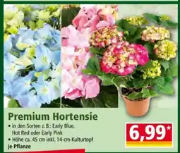 Norma Premium Hortensie Angebot