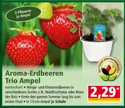 Norma Aroma-Erdbeeren Trio Ampel Angebot