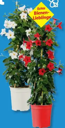 Lidl Dipladenia Pyramide XXL Angebot