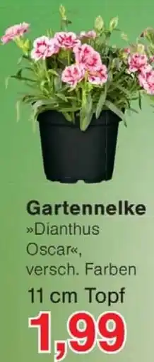 Wiglo Wunderland Gartennelke Angebot