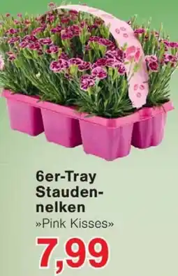 Wiglo Wunderland 6er-Tray Staudennelken Angebot
