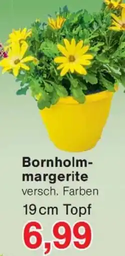 Wiglo Wunderland Bornholmmargerite Angebot