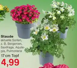 Wiglo Wunderland Staude Angebot