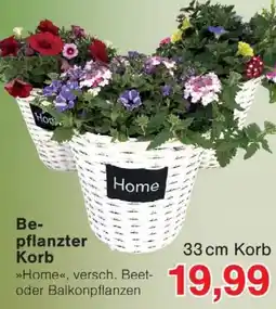 Wiglo Wunderland Bepflanzter Korb Angebot