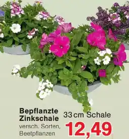 Wiglo Wunderland Bepflanzte Zinkschale Angebot