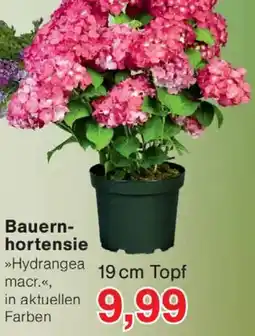 Wiglo Wunderland Bauernhortensie Angebot