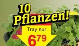 Wiglo Wunderland Erdbeer Pflanzen Angebot