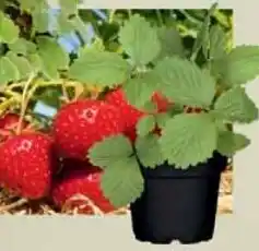 Wiglo Wunderland Erdbeer Pflanzen Angebot