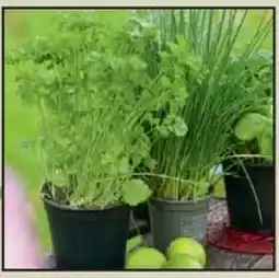 Wiglo Wunderland Küchenkräuter Angebot