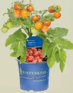 Wiglo Wunderland Tomatenpflanze Angebot