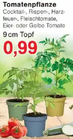 Jawoll Tomatenpflanze Angebot