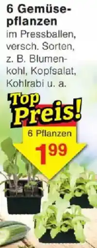 Jawoll 6 Gemüsepflanzen Angebot