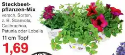 Jawoll Steckbeetpflanzen-Mix Angebot