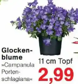 Jawoll Glockenblume Angebot