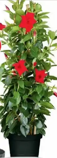 Jawoll Dipladenie Angebot