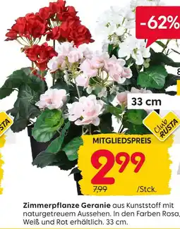 Rusta Zimmerpflanze geranie Angebot